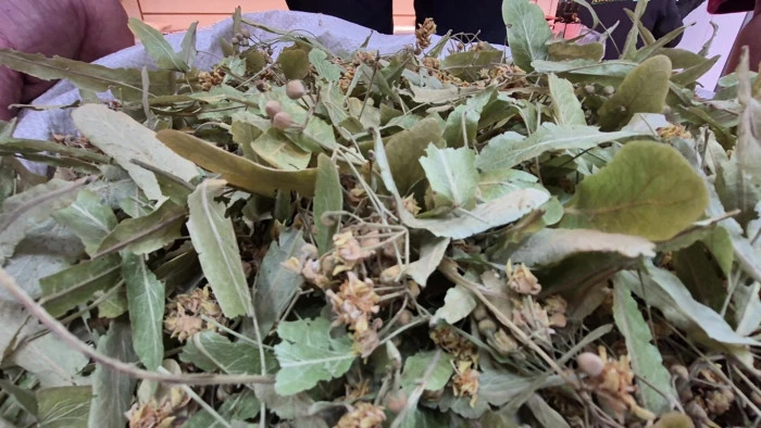 Bu sene insanlar bol bol ıhlamur kaynatıp içebilirler.