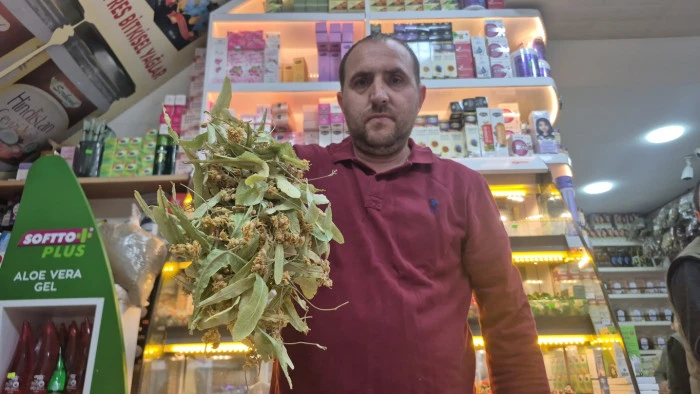 Bu sene insanlar bol bol ıhlamur kaynatıp içebilirler.