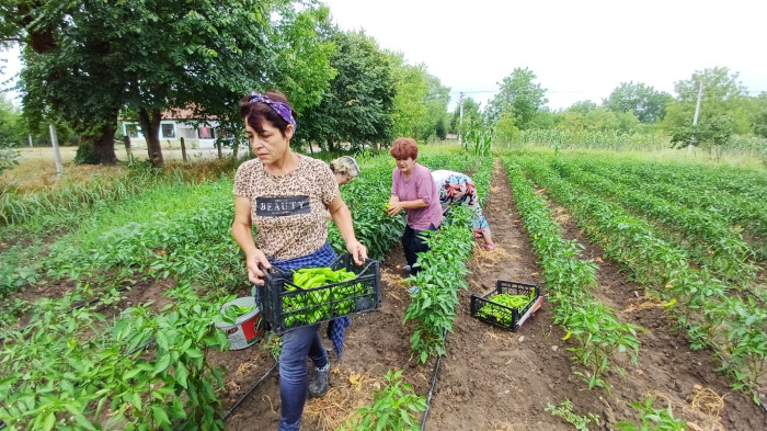 Kadınlar kooperatif kurdu çiftçi oldu!
