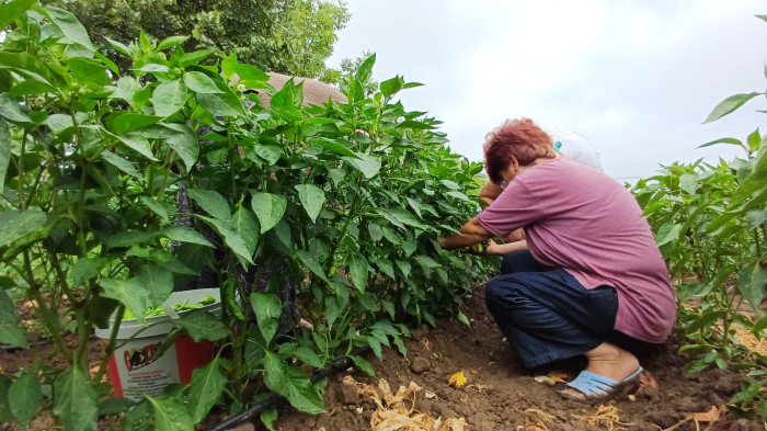 Kadınlar kooperatif kurdu çiftçi oldu!