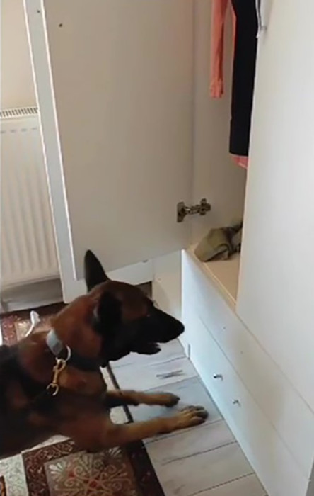 Polis koçbaşı ile kapıyı kırıp girdiği evde narkotik köpeği ile arama yaptı