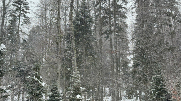 Düzce'de kar yağışı etkisini gösteriyor.