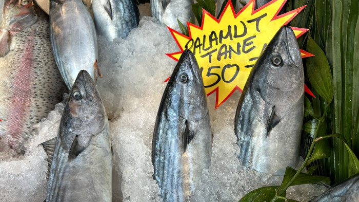 Karadeniz’de bu yıl bollukla hamsi balığı çıkıyor