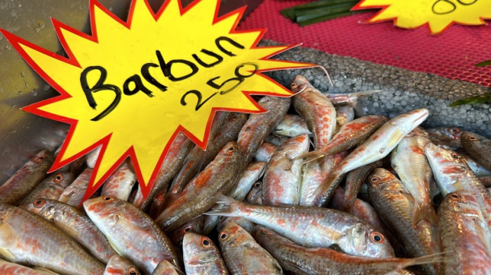 Karadeniz’de bu yıl bollukla hamsi balığı çıkıyor