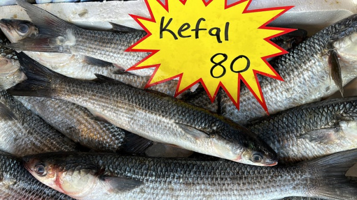 Karadeniz’de bu yıl bollukla hamsi balığı çıkıyor