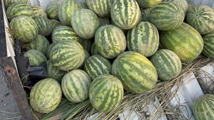 Düzce'de yerli karpuz tezgaha indi