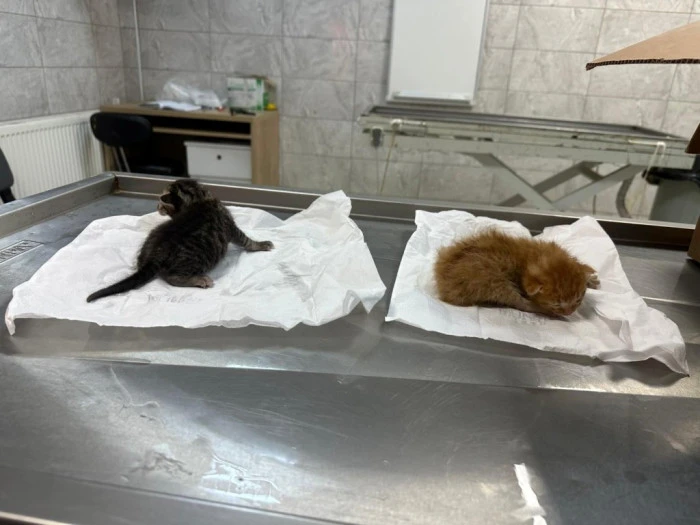 &Ouml;lmek &Uuml;zereydiler! D&uuml;zce&rsquo;de İtfaiye Yetişti