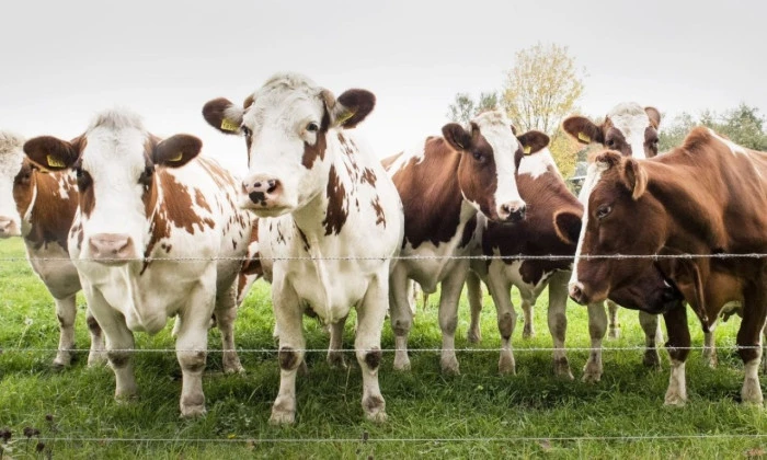 Kurban Hizmetlerinin Uygulanmasına Dair Tebliğ, Resmi Gazete'de