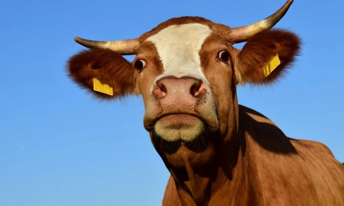 Kurban Hizmetlerinin Uygulanmasına Dair Tebliğ, Resmi Gazete'de