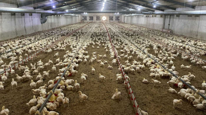 Kuş gribi karşı uzmanında uyarı!