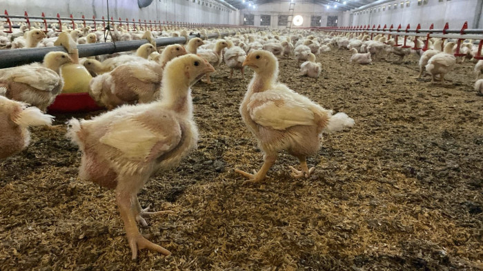 Kuş gribi karşı uzmanında uyarı!