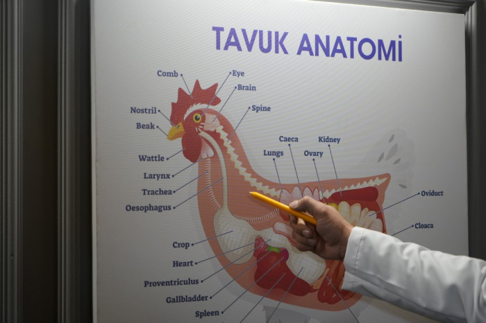 Kuş gribi karşı uzmanında uyarı!