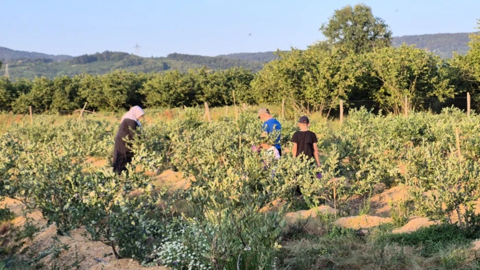 Kendi Yaban Mersini Bahçesini Kurmak İsteyenler için Tavsiyeler