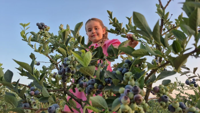 Kendi Yaban Mersini Bahçesini Kurmak İsteyenler için Tavsiyeler