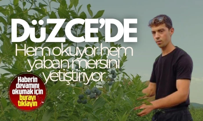 Kendi Yaban Mersini Bahçesini Kurmak İsteyenler için Tavsiyeler