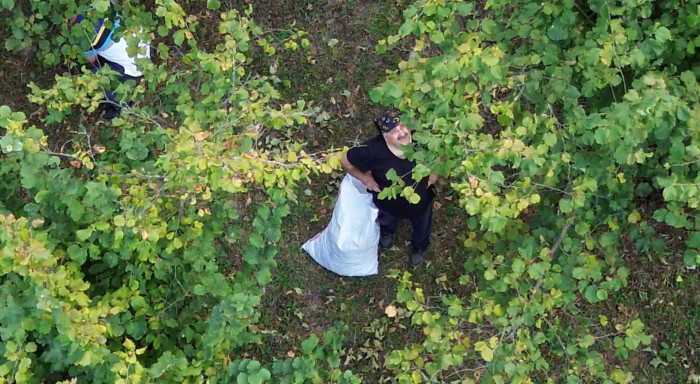 O Ünlü isim fındık topladı!