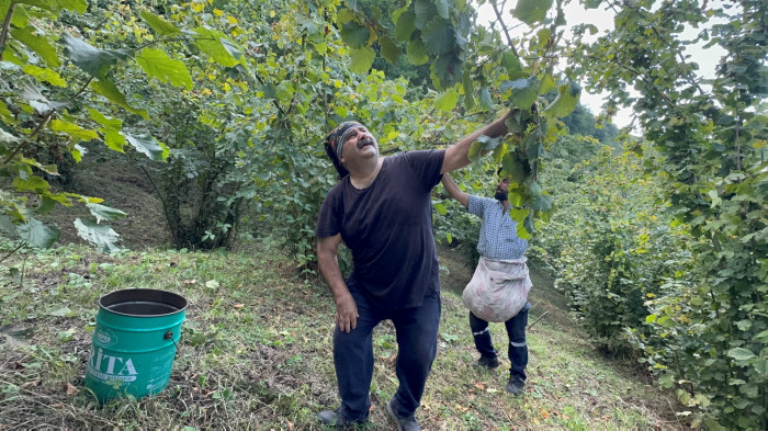 O Ünlü isim fındık topladı!