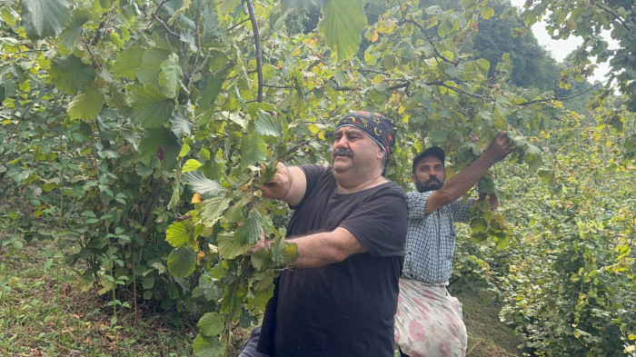 O Ünlü isim fındık topladı!