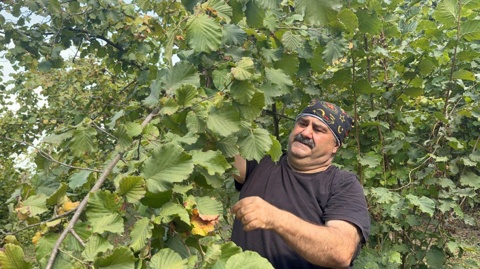O Ünlü isim fındık topladı!
