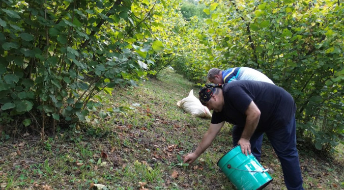 O Ünlü isim fındık topladı!