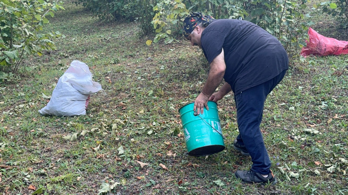 O Ünlü isim fındık topladı!