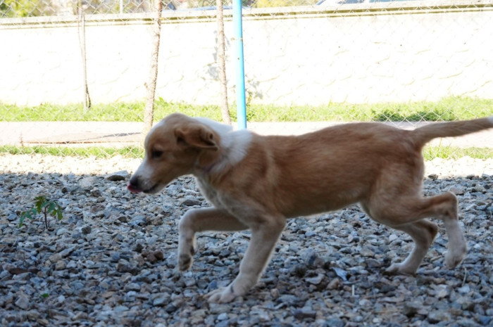 Özel eğitim okuluna can dost yavru köpek