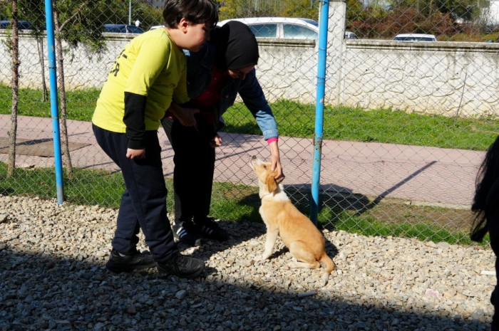 Özel eğitim okuluna can dost yavru köpek