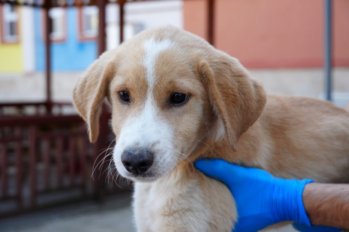 Özel eğitim okuluna can dost yavru köpek
