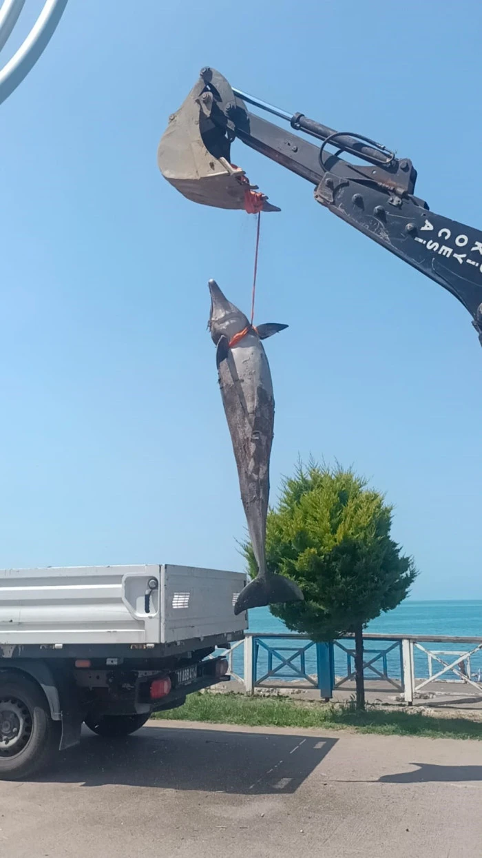Ölü balık belediye tarafından kaldırıldı