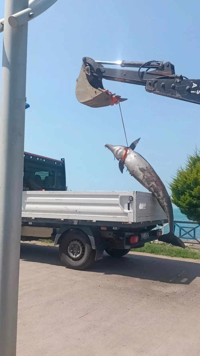 Ölü balık belediye tarafından kaldırıldı