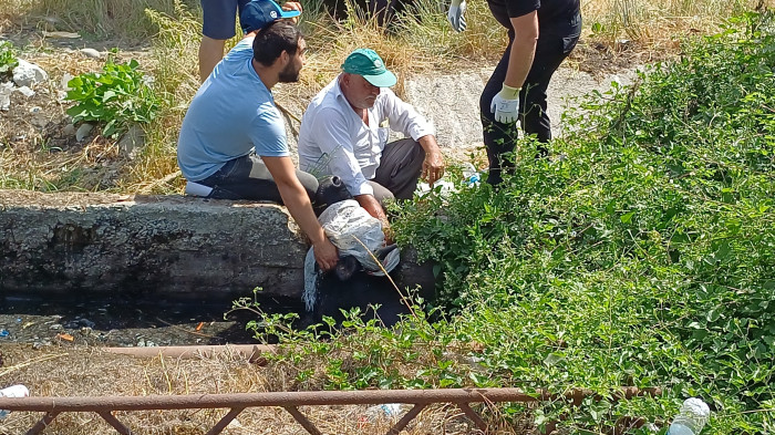 Satmak için getirdiği kurbanlığı rögar çukuruna düştü