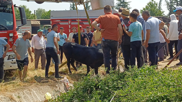 Satmak için getirdiği kurbanlığı rögar çukuruna düştü