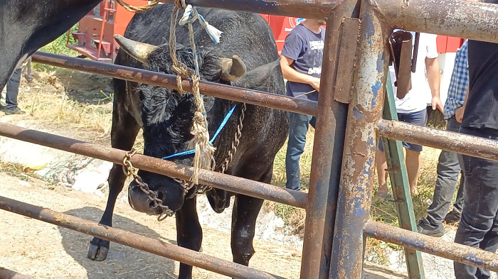 Satmak için getirdiği kurbanlığı rögar çukuruna düştü