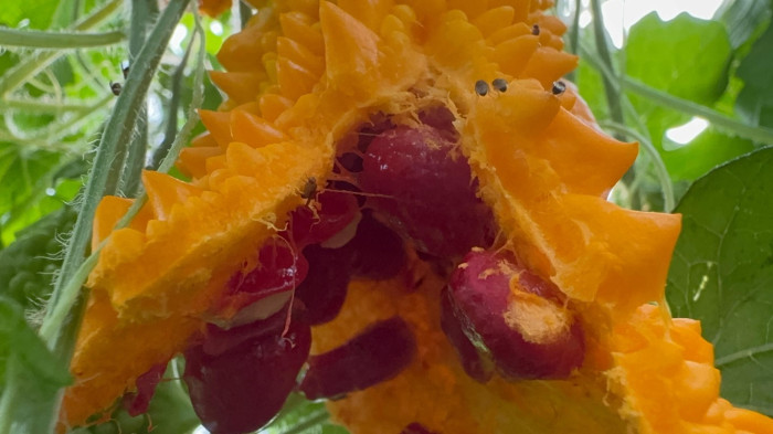 Şifayı buldu, çalıştığı yerden çıkıp sera kurdu