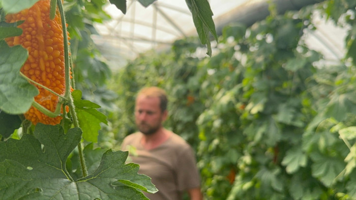 Şifayı buldu, çalıştığı yerden çıkıp sera kurdu