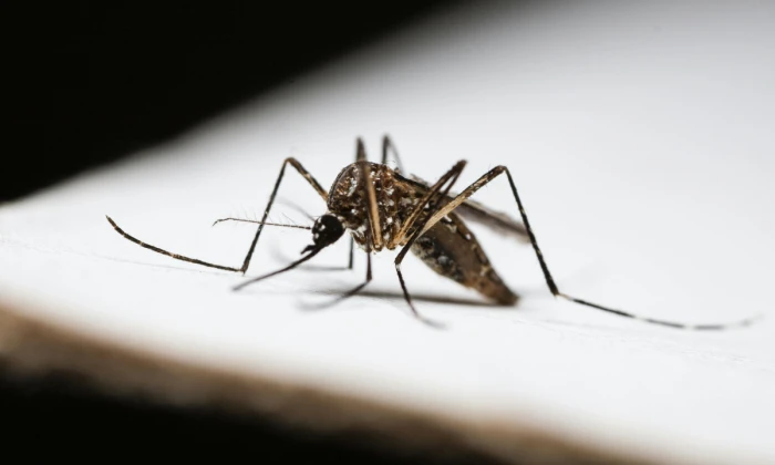 Sivrisinek ısırığı ile gelen tehlike