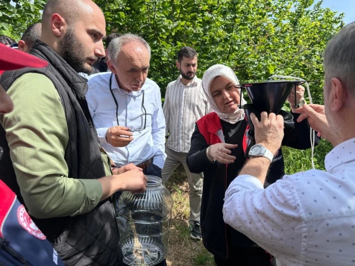 Kahverengi Kokarca için 145 tuzak asıldı