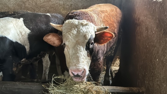 Üniversite mezunu genç köye yerleşip besici oldu