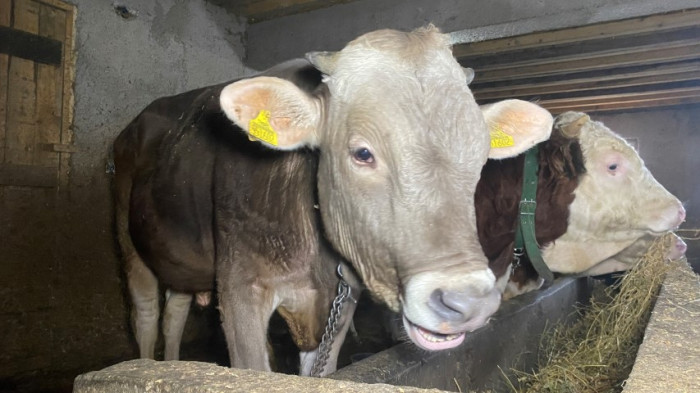 Üniversite mezunu genç köye yerleşip besici oldu