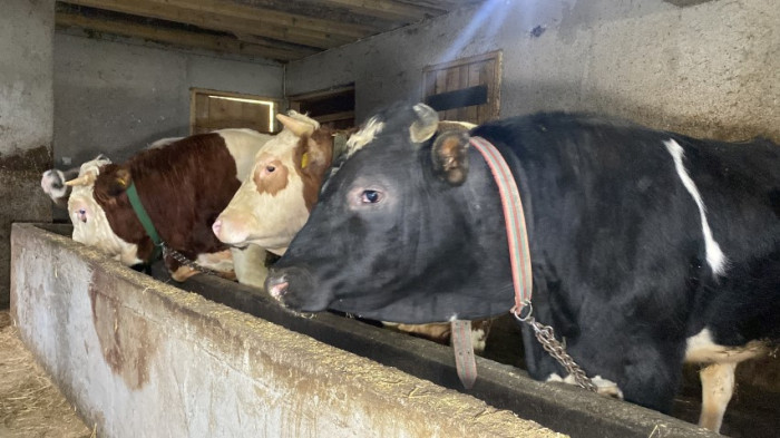 Üniversite mezunu genç köye yerleşip besici oldu