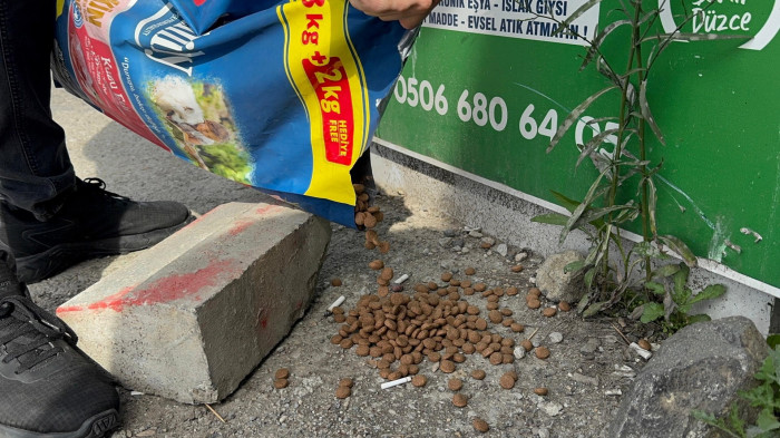 Üniversite öğrencileri hayvanlar için mama dağıttı! 