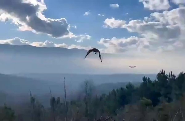 Yaralı şahin doğaya salındı