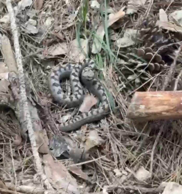 Zehirli boynuzlu engerek yılanı Bolu’da görüntülendi
