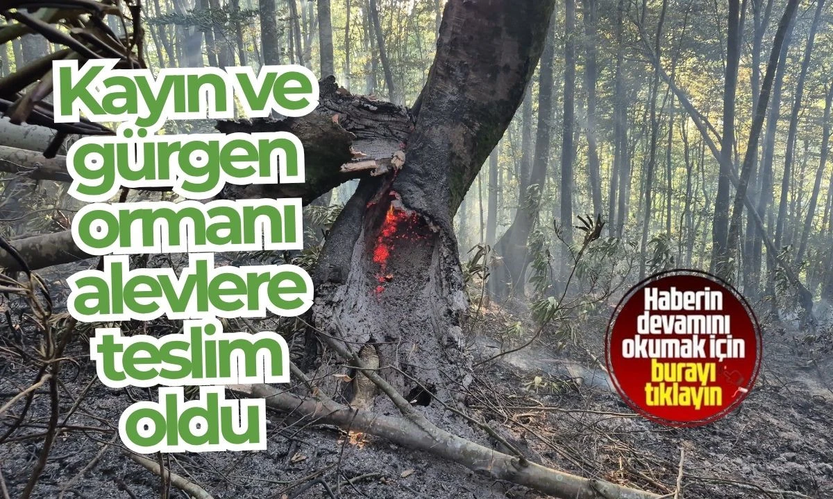 10 dönümlük kayın ve gürgen ormanı alevlere teslim oldu. 