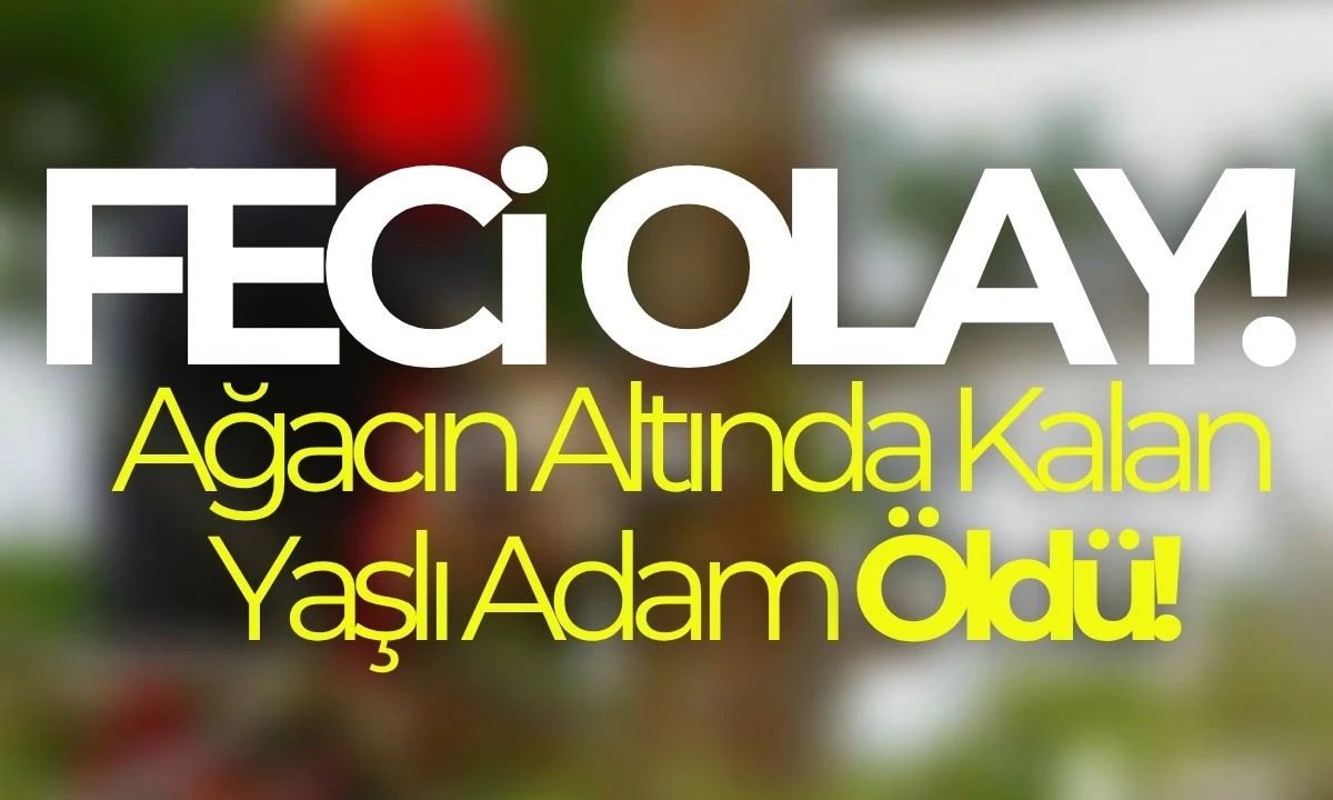 Ağaç Kesimi Kazasında Düzce'de Bir Kişi Hayatını Kaybetti