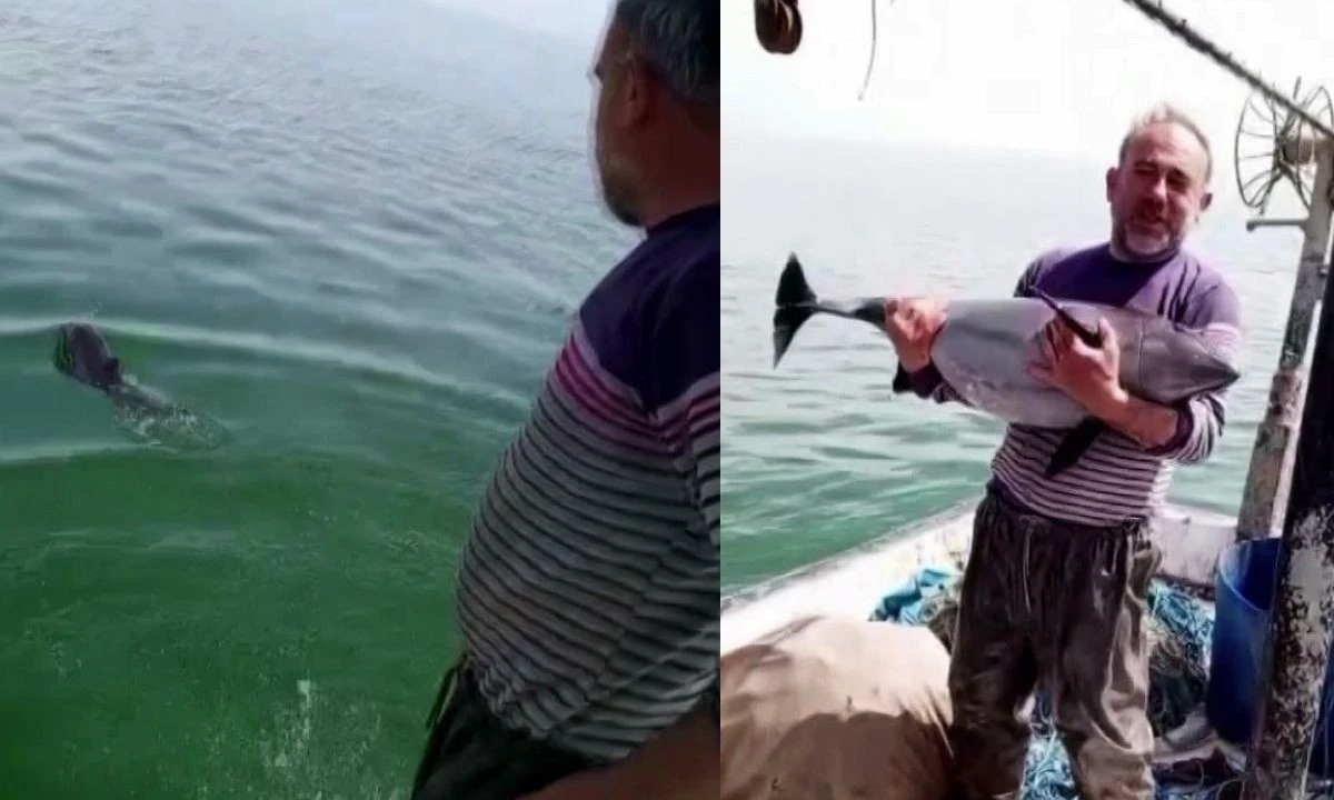 Ağlara değil, kalplere takıldı: Karasu'da yunusu kurtarıp esprili sözlerle uğurladı