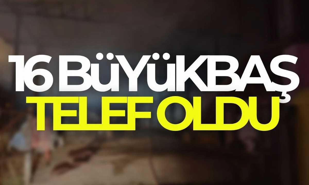 Ahırda çıkan yangın, satışı yapılan 16 büyükbaşı telef etti