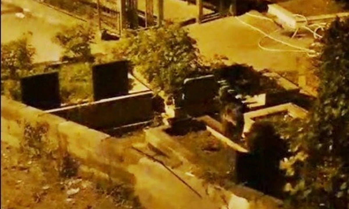 Ayı Yavruları Şehir Merkezinde