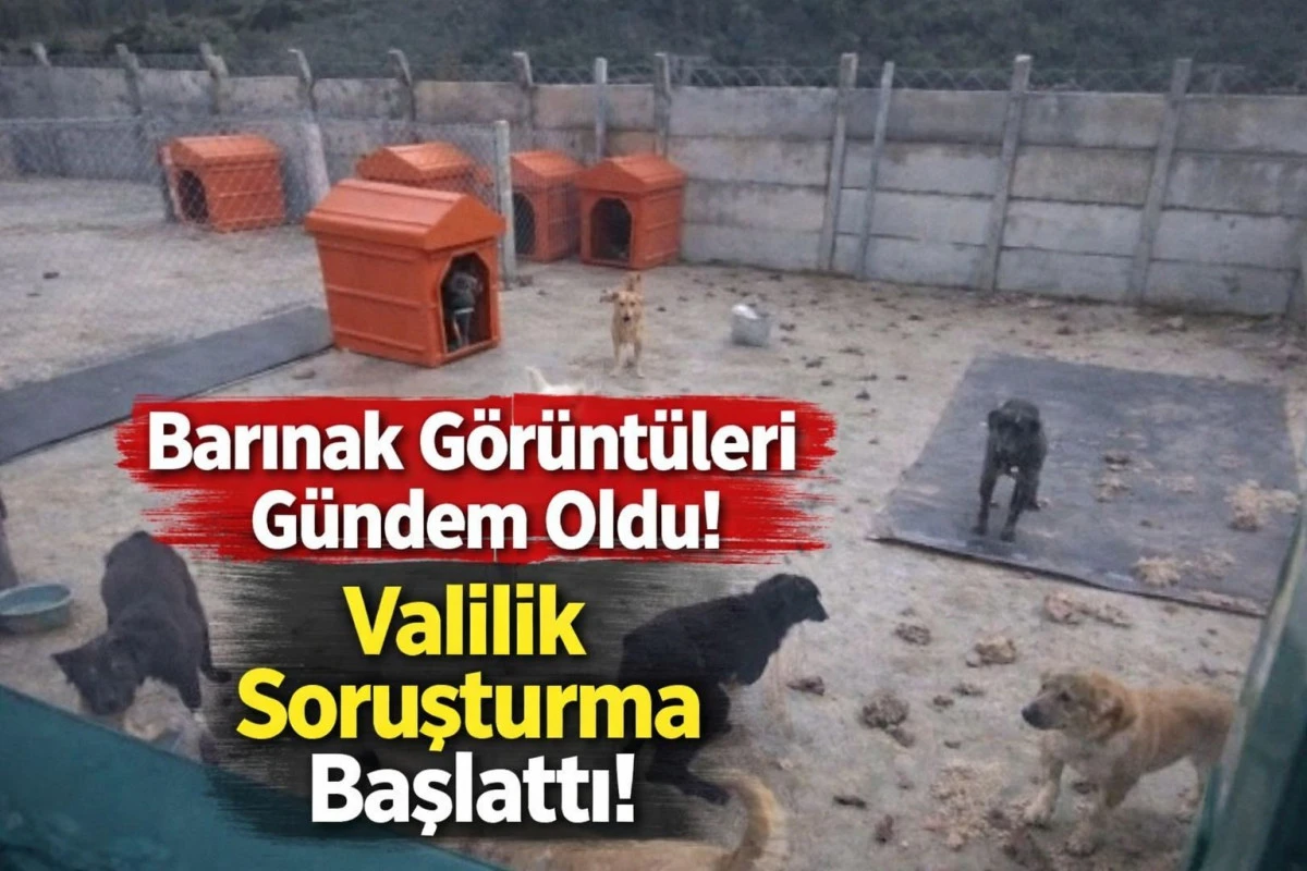 Barınak G&ouml;r&uuml;nt&uuml;leri G&uuml;ndem Oldu! Valilik Soruşturma Başlattı