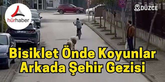 Bisiklet önde koyunlar arkada şehir gezisi